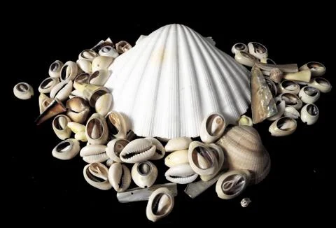 Sea Shell Stock Photos