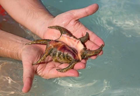 Sea shell Stock Photos