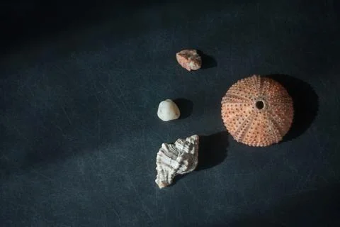 Sea shell Stock Photos