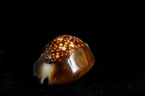 Sea Shell Stock Photos