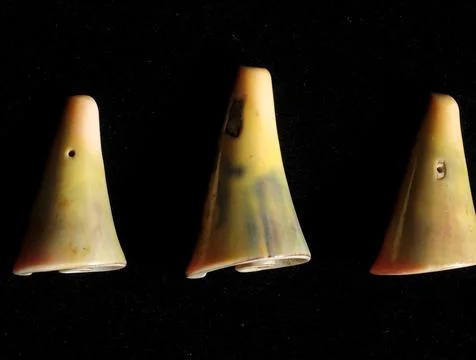 Sea Shell Foto stock