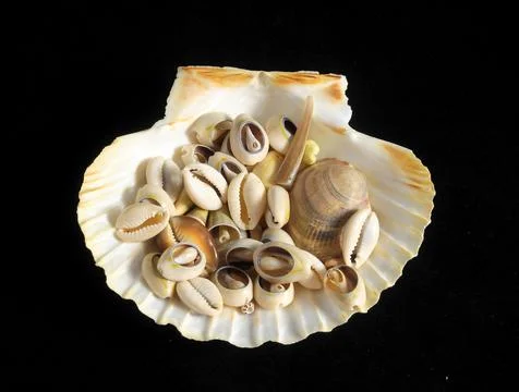 Sea Shell Foto stock