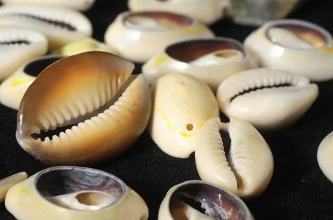 Sea Shell 스톡 사진