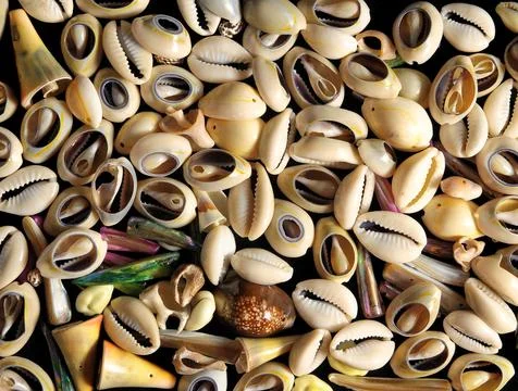 Sea Shell Foto stock