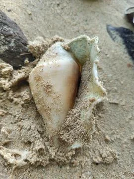 Sea shell Stock Photos