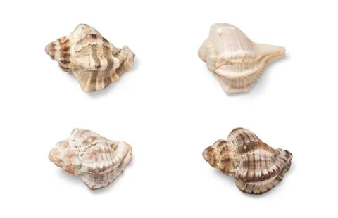 Sea shell Stock Photos