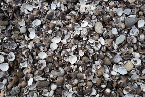 A sea shell pile filled with shells and some shells on the ground 스톡 사진