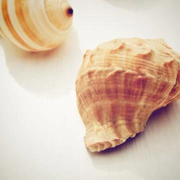 Sea shell with retro filter effect Stock-Fotos