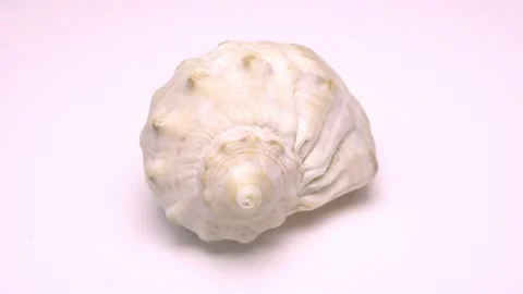 Sea shell rotates on a white background Stock Footage 153392144