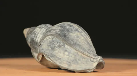 Sea shell rotating on a plate Stock Footage 52027500