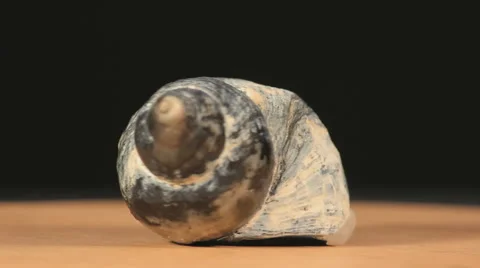 Sea shell rotating on a plate Stock Footage 52027512