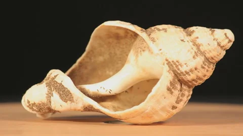 Sea shell rotating on a plate Stock Footage 52027614