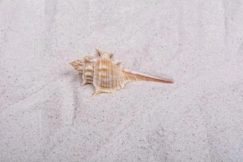 Sea shell on a sand background Foto stock