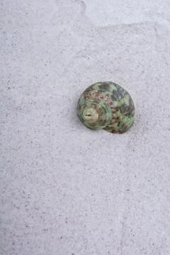 Sea shell on a sand background 스톡 사진