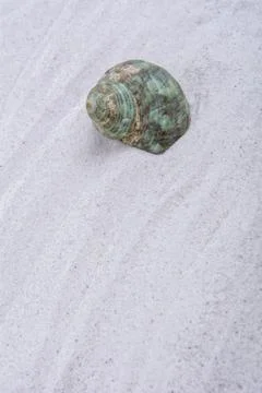 Sea shell on a sand background Stock Photos
