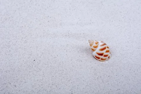 Sea shell on a sand background Foto stock