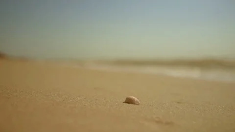 A sea shell in the sand on the background of the sea Stock-Footage 85030389