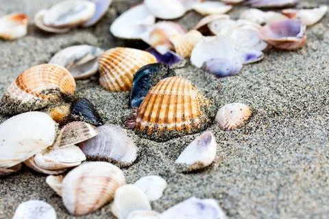 Sea shell on sand beach close up. Stock Photos