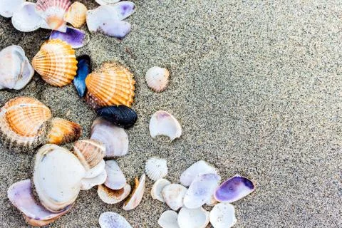 Sea shell on sand beach close up. Stock Photos