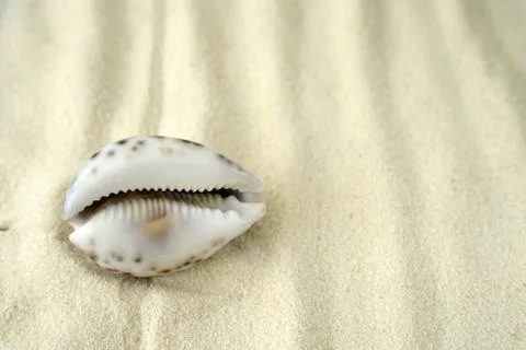 Sea shell on the sand, closeup Stock Photos
