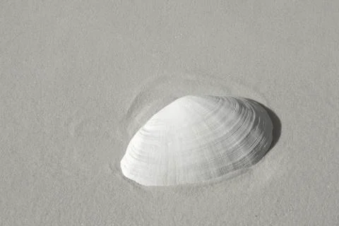 Sea shell in sand Stock Photos