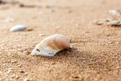 Sea shell on the sand Фото