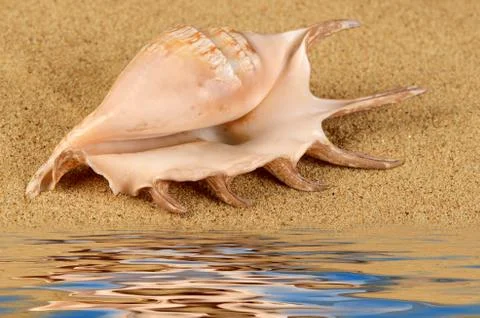 The sea shell in the sand Stock Photos