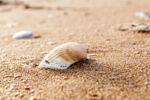 Sea shell on the sand Photos