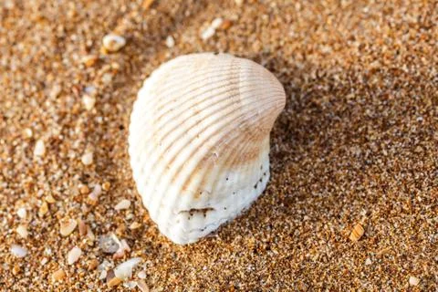 Sea shell on the sand Фото