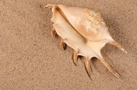 The sea shell in the sand Stock Photos