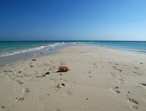 Sea shell on the sand Stock Photos