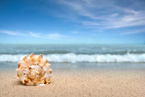 Sea shell on sand Stock Photos
