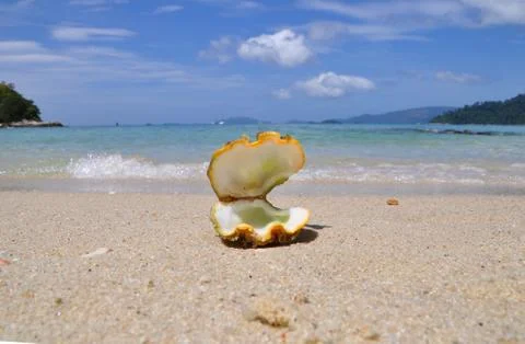 Sea shell on sand Foto stock