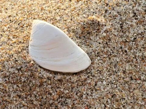 Sea Shell In The Sand 写真素材