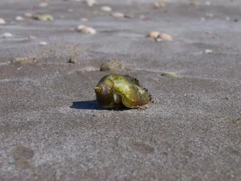 Sea shell on the sand 写真素材