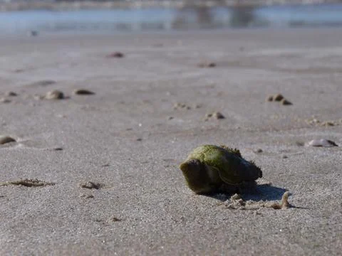 Sea shell on the sand 写真素材
