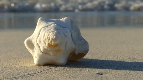 Sea shell sand tropical ocean water background Stock Footage 88504304