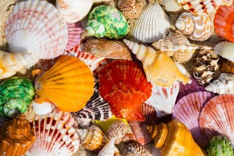 Sea Shell on sands. summer time background. Fotos Stock