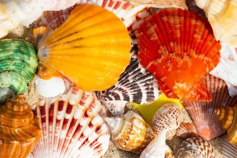 Sea Shell on sands. summer time background. Stock Photos