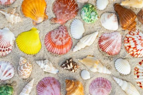 Sea Shell on sands. summer time background. Fotos Stock