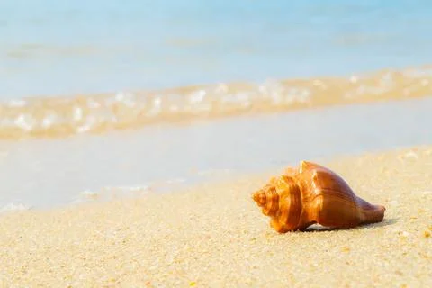 Sea Shell on sands. summer time background. Stock Photos