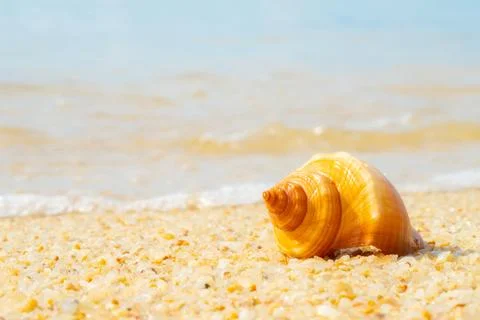 Sea Shell on sands. summer time background. Stock Photos