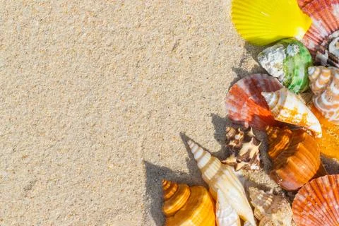 Sea Shell on sands. summer time background. Fotos Stock