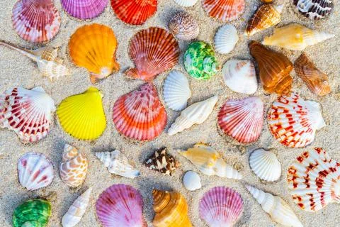 Sea Shell on sands. summer time background. Fotos Stock