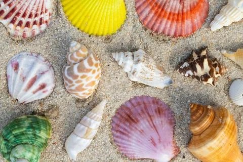 Sea Shell on sands. summer time background. Stock Photos