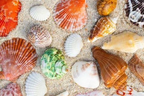 Sea Shell on sands. summer time background. Fotos Stock
