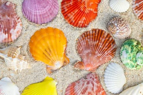 Sea Shell on sands. summer time background. Stock Photos
