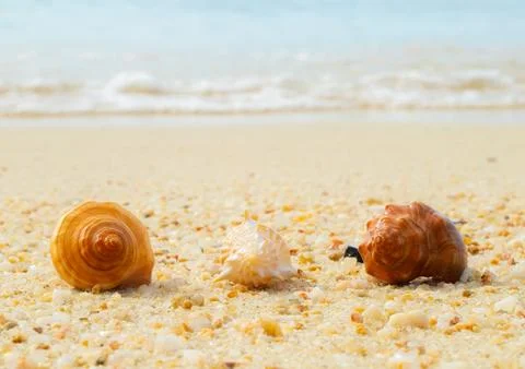 Sea Shell on sands. summer time background. Fotos Stock