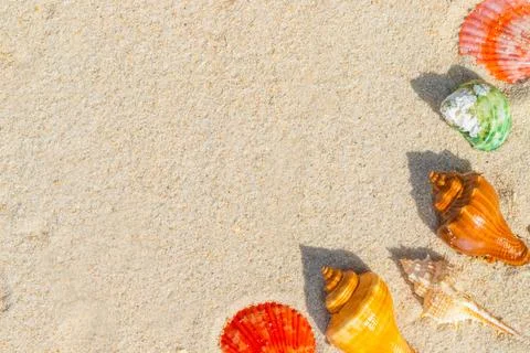 Sea Shell on sands. summer time background. Stock Photos