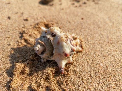 Sea shell on the sandy beach background. Stock Photos